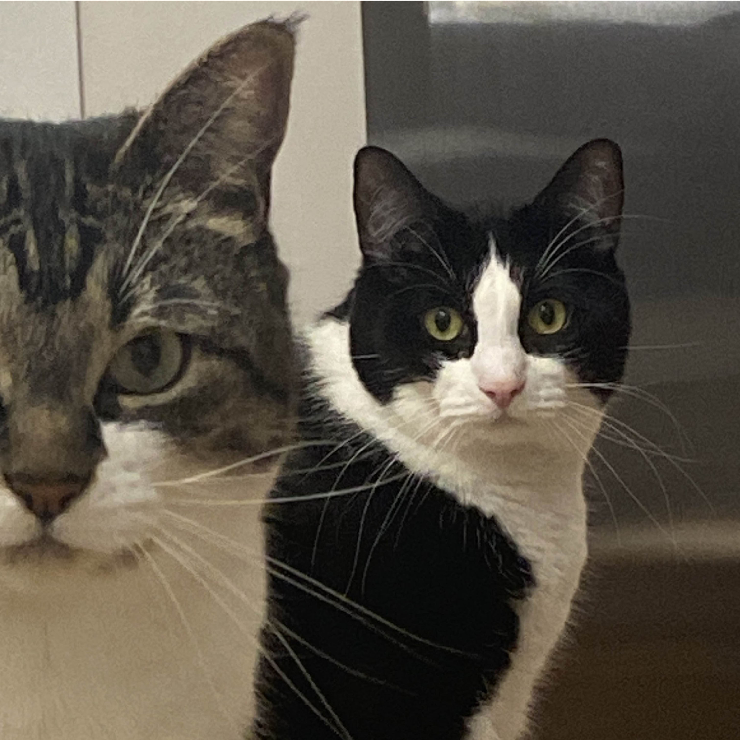 (Grey/Brown Cat) Toto(Tuxedo)